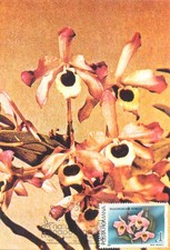 E0046 Maxi card Romania fiori e piante orchidea Dendrobium nobile
