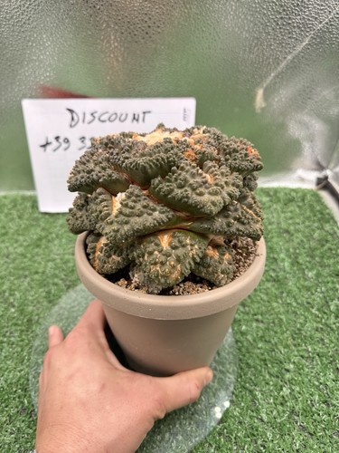 Ariocarpus godzilla huge very - godzilla,