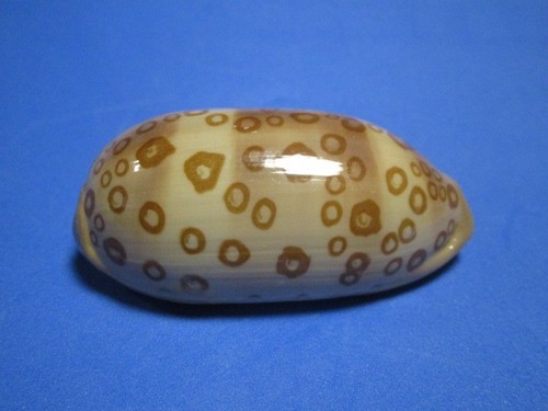 Cypraea argus contrastriata