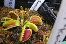 Pianta carnivora Dionaea
