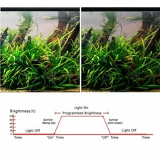 Restauro Alba e Tramonto Pesci