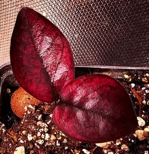 Zamioculcas zamiifolia nero - zamiifolia,