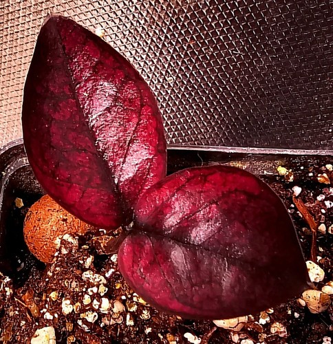Zamioculcas zamiifolia nero - zamioculcas,