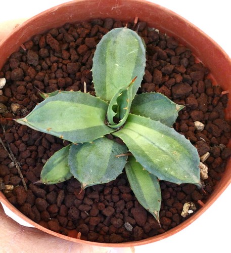 Agave parryi huachucensis - , cv