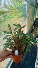 Pachypodium Rosulatum piante