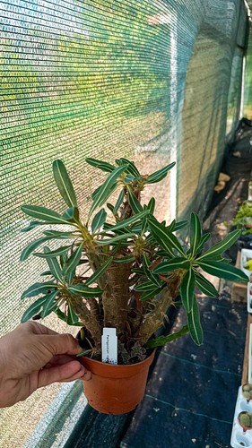 Pachypodium rosulatum piante - pachypodium,