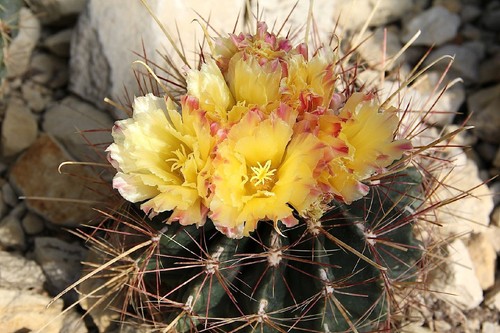 Ferocactus hamatacanthus - ,