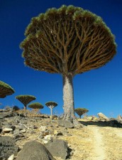 Dracena draco, Albero del