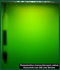 Fitoplancton, plancton, -