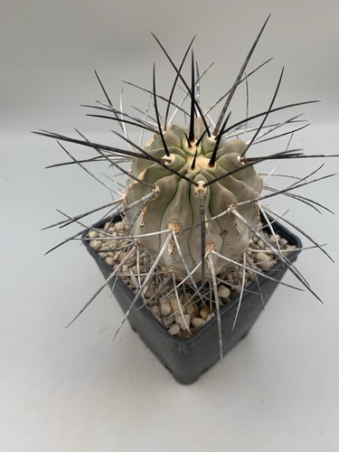 Copiapoa cinerea dealbata - copiapoa,