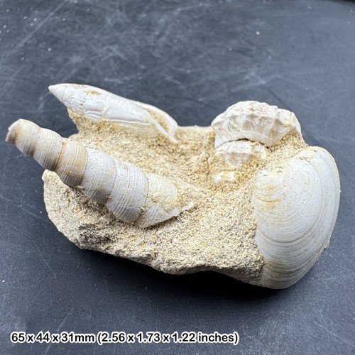 Fossil shell block miocene - shell,