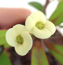 Euphorbia milii CREMA GIALLA 4-8 cm -
