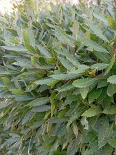 5 piante ALLORO LAURUS NOBILIS