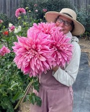 BS1129JB Dahlia Giant Dahlie
