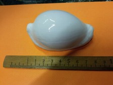 Conchiglia Shell OVULA