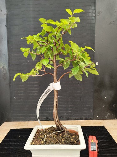Bonsai carpino h 47 cm - bonsai,