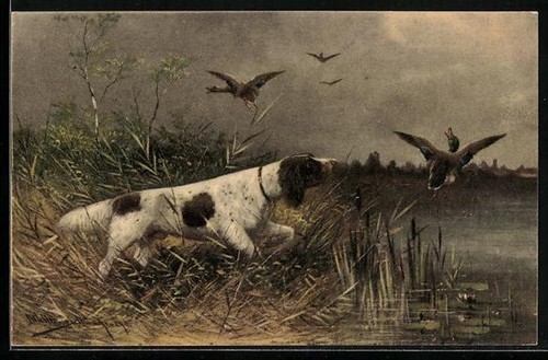 Cartolina artista müller - cartolina,