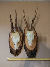 Trofeo Capriolo Su Base Tronco