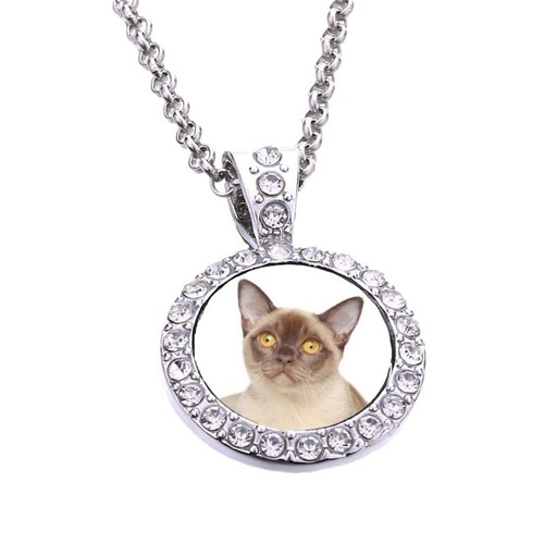 Burmese cat pet silver - cat,