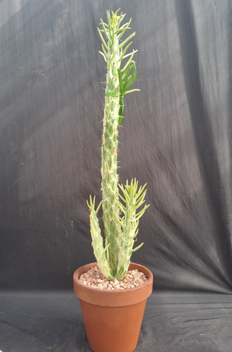 Opuntia subulata variegata - opuntia, f.