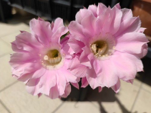 Cactus echinopsis al12 02 - cactus, al12-ex-02
