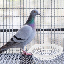 10x Nido per uova uccelli da allevamento in plastica creativa forniture per animali domestici per pappagallo piccione