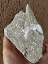 Fossili * GRANDE DENTE SQUALO