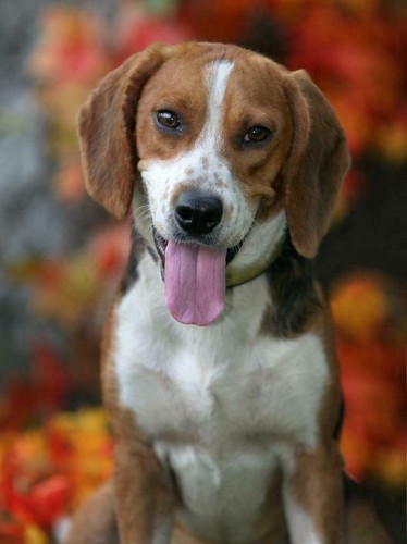 Beagle dog glossy - beagle,