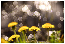 Trioplan modificato per Helios 44M-4 2/58MM obiettivo sovietico attacco SRL М42