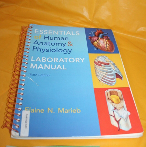Essentials human anatomy - of,