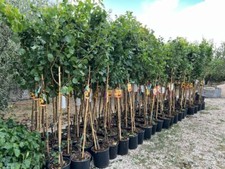 Albicocchi Fracasso Alberi da Frutto Altezza 150~170 cm Eta: 2 anni Vaso: 20 cm