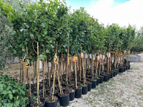 Albicocchi rubini maria alberi - albicocchi,