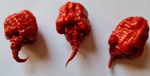 Semi peperoncino - di,