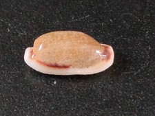 Conchiglia CYPRAEA CYLINDRICA