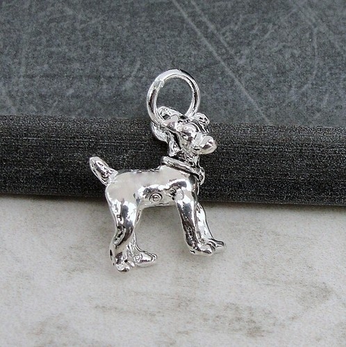 Charm jack russell terrier - russell,