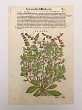 MATTIOLI Xilografia 1500 Botanica Erbario Piante "STACHI"