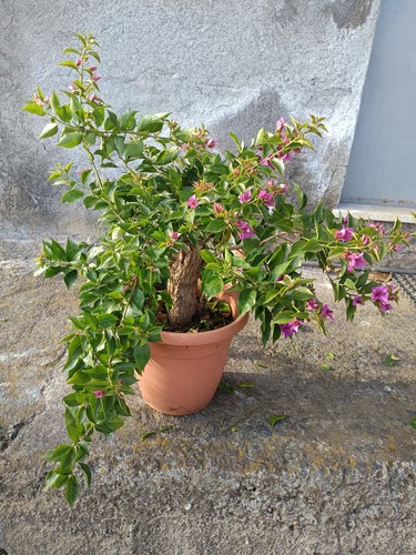 Bouganvillea bonsai vaso - 30,