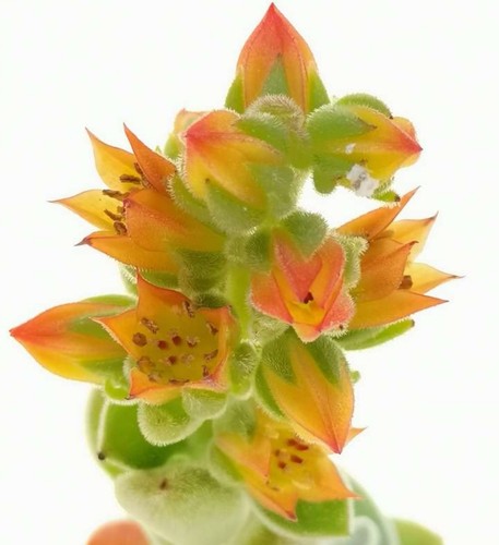 Echeveria pulvinata frosty - echeveria,