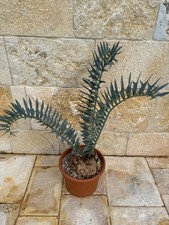 Encephalartos horridus  long
