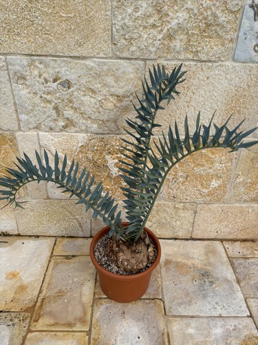 Encephalartos horridus cm - horridus, 17