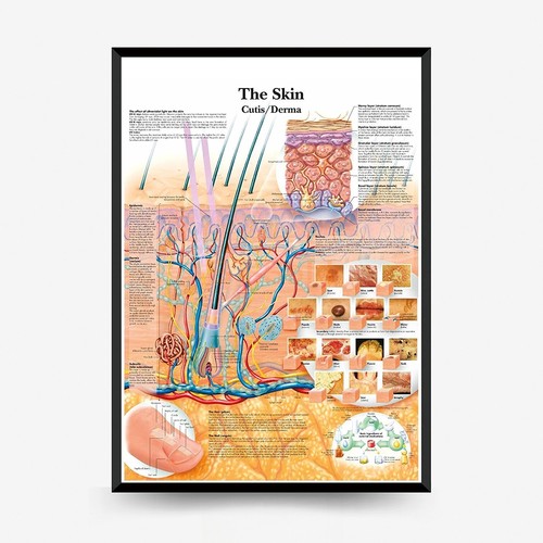 Grafico anatomia pelle umana