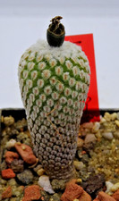 Cactus pelecyphora - cactus,