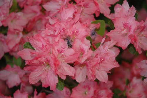 Hampton beauty azalea - ~hampton, beauty~~azalea