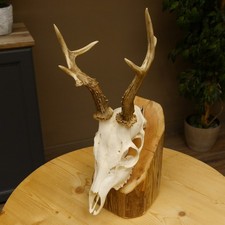 Corna di Cervo Grandi Con