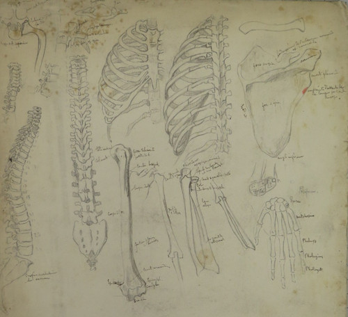 Disegno anatomia con studio - con,