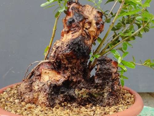 Bonsai olivastro 30x20cm - olivastro,