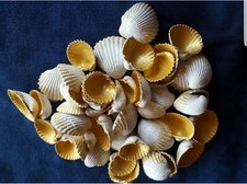 Bomboniera-segnaposto-conchigl