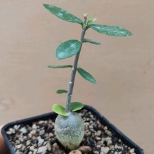 Fockea edulis CAUDEX POT 6 CM