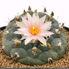 Turbinicarpus lophophorioides