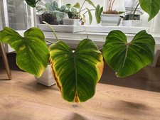 Philodendron Gloriosum pianta intera 